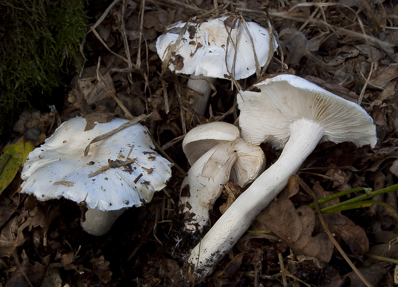 Tricholoma columbetta